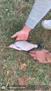 Common Bream