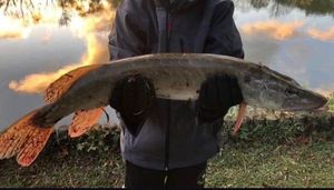 Northern Pike