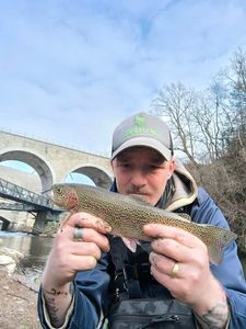 Rainbow Trout