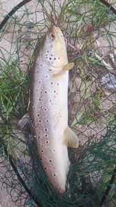 Brown Trout