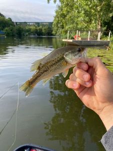 Smallmouth Bass