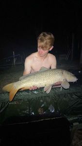 Common Carp