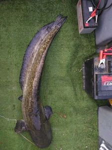 Silure Glane