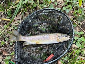 Brown Trout