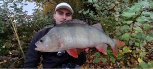 European Perch