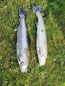 Lake Trout