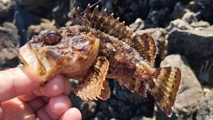 Brown Scorpionfish