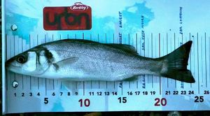 European Bass (Seabass)