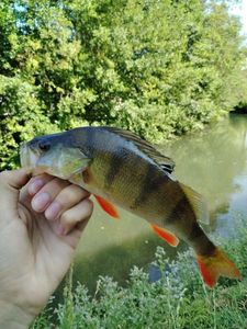 European Perch