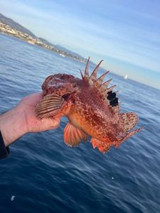 Red Scorpionfish
