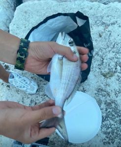 Gilthead Seabream