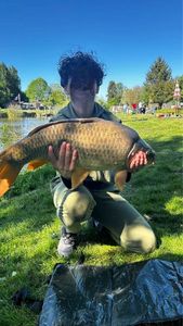 Common Carp