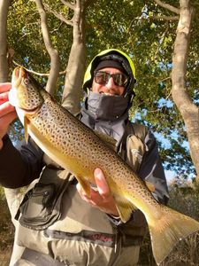 Sea Trout