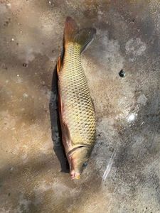Common Carp