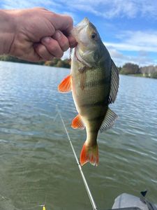 European Perch