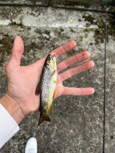 Brown Trout
