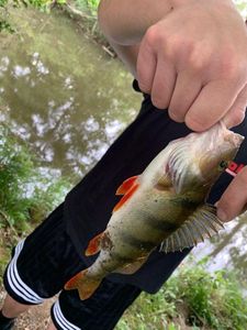 European Perch