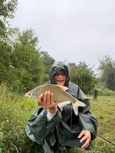 Common Bream