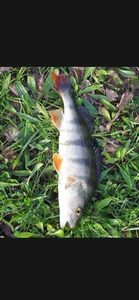 European Perch