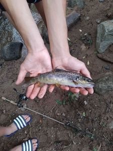 Brown Trout