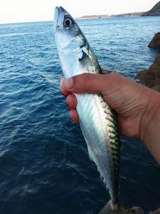 Mackerel