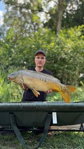 Mirror Carp