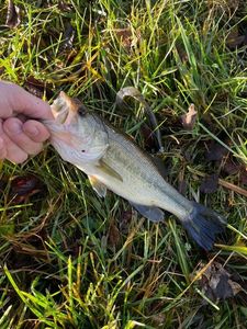 Largemouth Bass