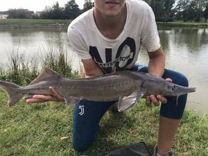 Sturgeon