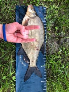 Common Bream