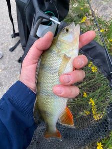 European Perch