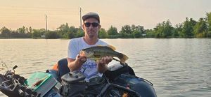 Largemouth Bass