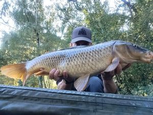 Common Carp