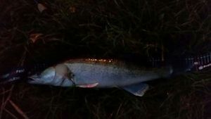 Zander