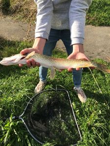 Northern Pike