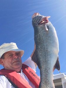 European Bass (Seabass)