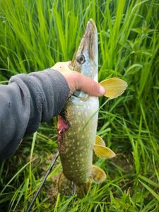 Northern Pike