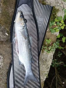 Thicklip Grey Mullet