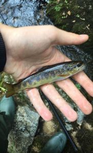 Brown Trout