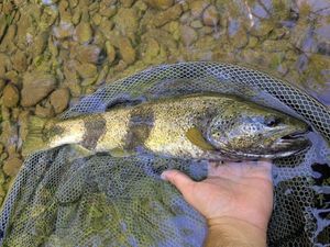 Brown Trout