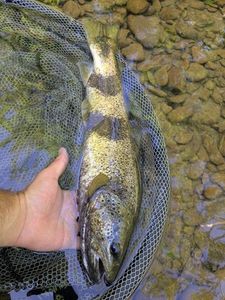Brown Trout