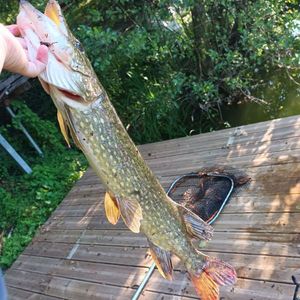Northern Pike