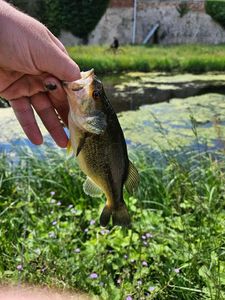 Largemouth Bass