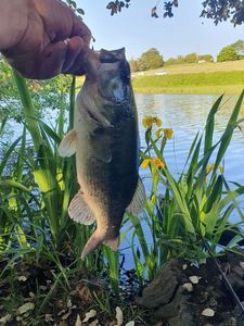Largemouth Bass