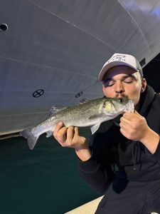 European Bass (Seabass)