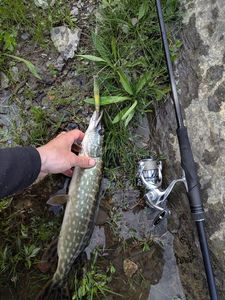Northern Pike
