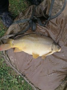 Mirror Carp