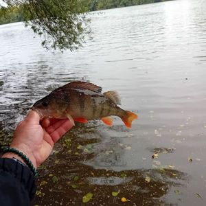 European Perch fångad av Boris Gerard