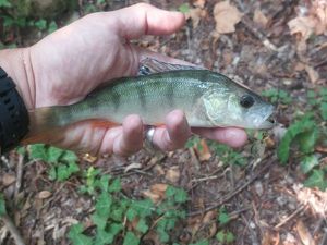 European Perch