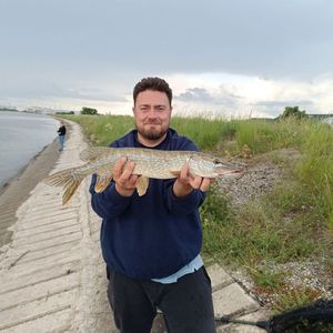Northern Pike