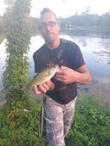 Largemouth Bass